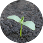 Samen pflanzen – ein Keimling geht auf