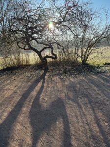 Baum im Winter im Sonnenschein
